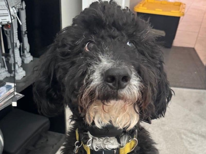 Scruffy primary photo