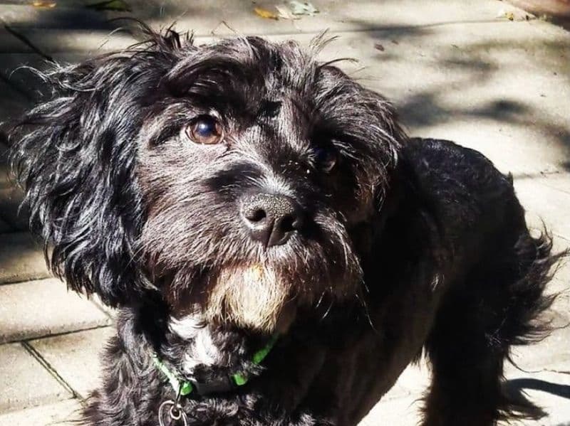 Koda primary photo