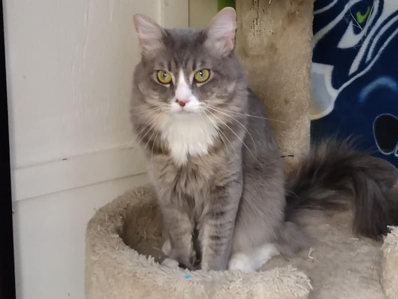 Furball primary photo