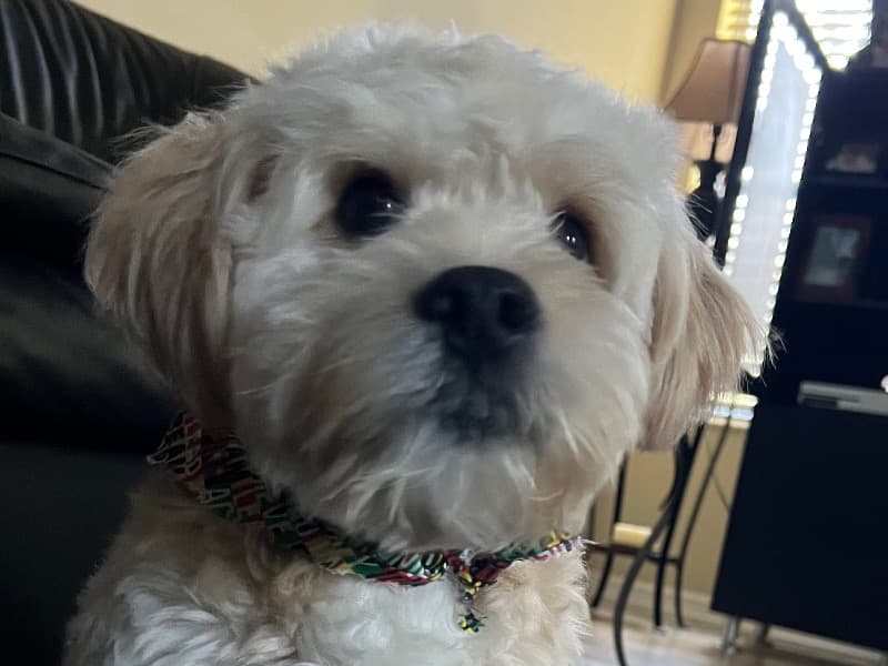 Maltese 7 years old male medium named Legend for breeding in Duval County, Florida | Petmeetly