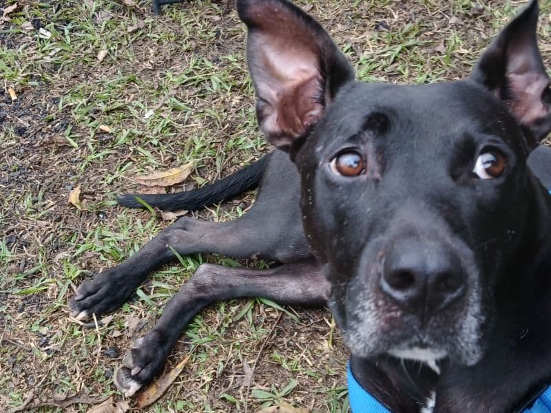 American PitBull Terrier 3 years old male large named Noe for adoption in Brazoria County, Texas | Petmeetly