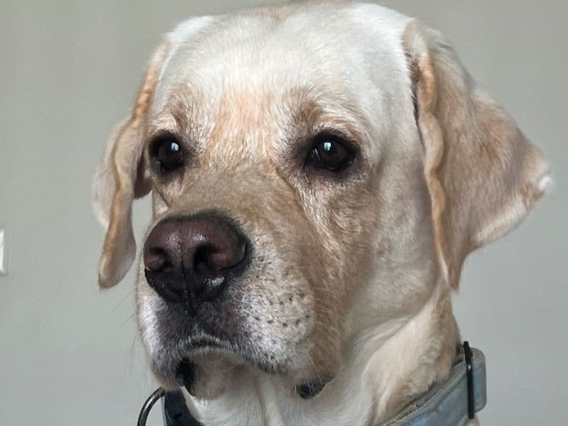 Labrador Retriever 3 years 4 months old male large named Aaryan for breeding in Chembarambakkam, Tamil Nadu | Petmeetly