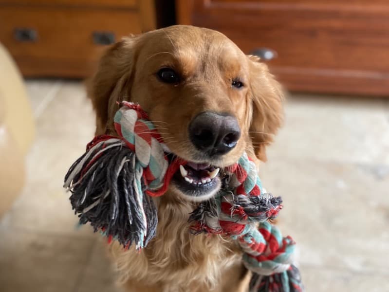 Golden Retriever 8 years 5 months old female large named Lilo for breeding in Orange County, California | Petmeetly