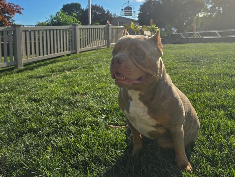 American Pocket Bully 1 year 7 months old male medium named Milo for breeding in Wayne County, Michigan | Petmeetly
