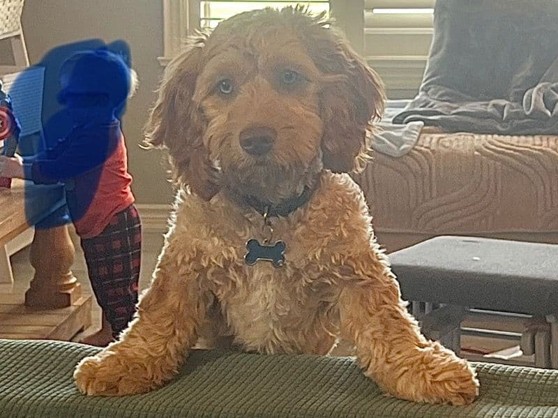 Cocker Spaniel 1 year old male small named Beau for breeding in Regional Municipality of Niagara, Ontario | Petmeetly