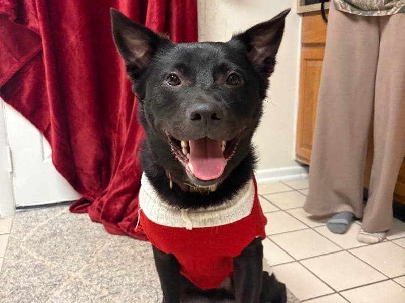 American Akita 1 year 3 months old male large named Boo for adoption in Duval County, Florida | Petmeetly