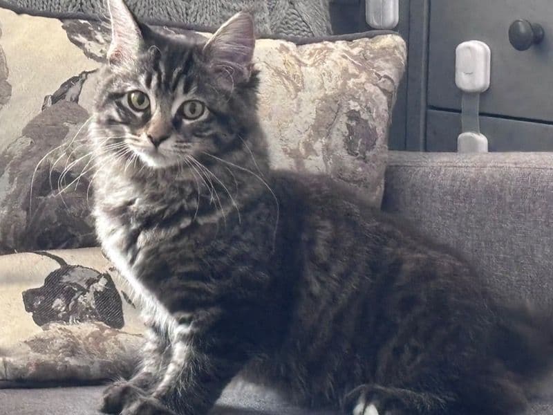 Luna primary photo