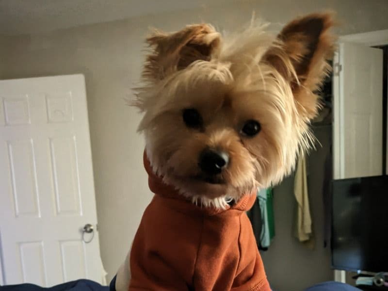 Yorkshire Terrier 3 years old male small named Kashmir for breeding in Cherokee County, Georgia | Petmeetly
