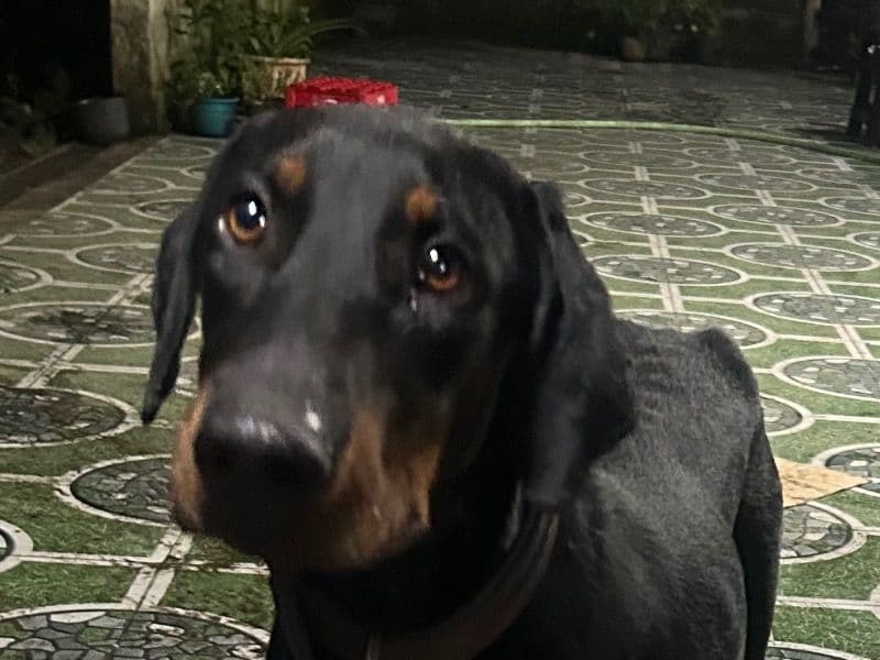Doberdor 3 years 2 months old male medium named Ketchup for breeding in Naroli, Dadra and Nagar Haveli and Daman and Diu | Petmeetly