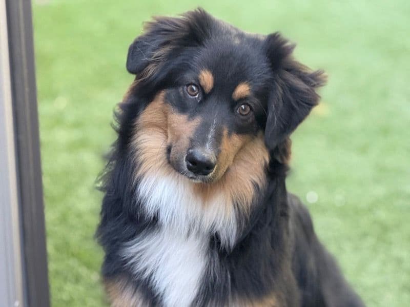 Miniature Australian Shepherd 8 months old male medium named Rooster for adoption in Clark County, Nevada | Petmeetly