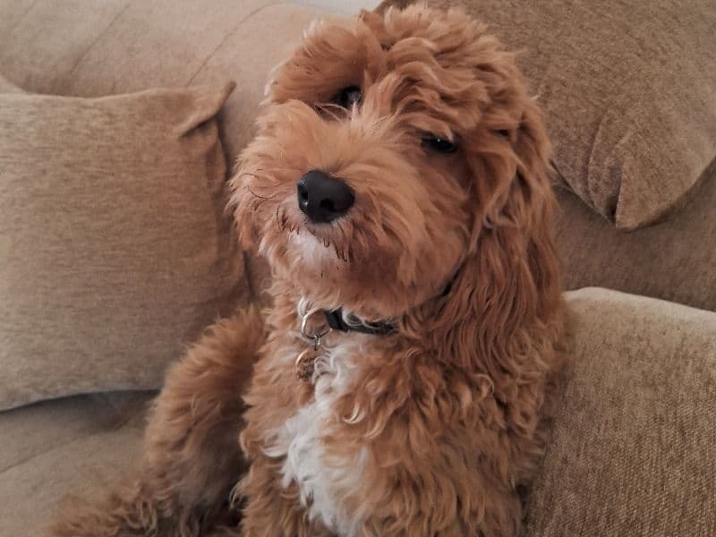 Murphy primary photo