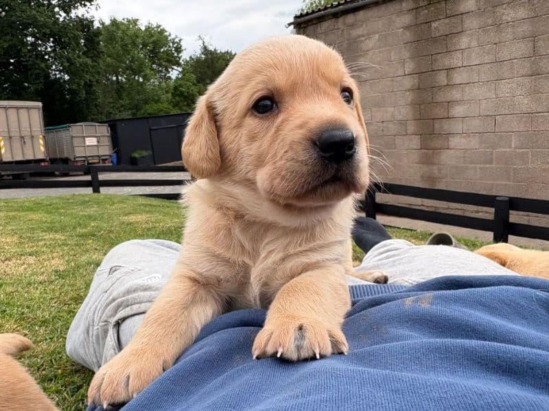 Labrador Retriever 6 months old male small named Gareth for sale in Herefordshire, England | Petmeetly