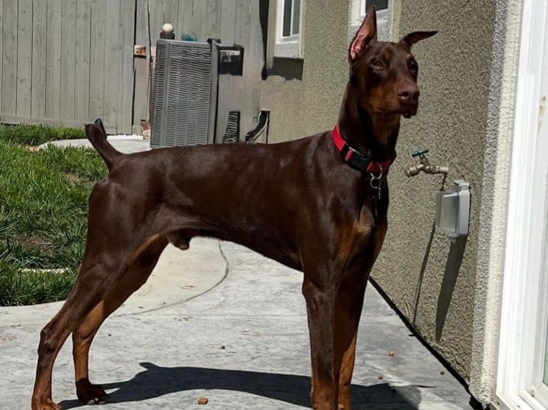 Doberman 2 years 1 month old male large named Tyson for breeding in Solano County, California | Petmeetly