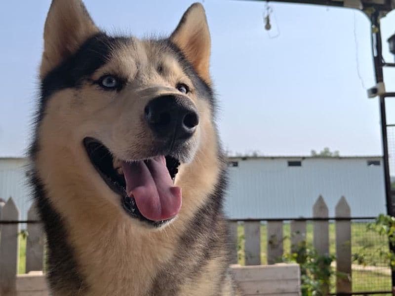 Siberian Husky 5 years 2 months old male large named Taiyo for breeding in Pune Division, Maharashtra | Petmeetly