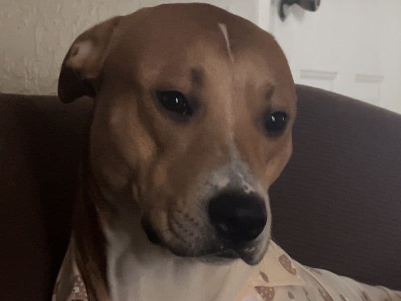 American PitBull Terrier 1 year 10 months old male medium named Draco for adoption in Maricopa County, Arizona | Petmeetly