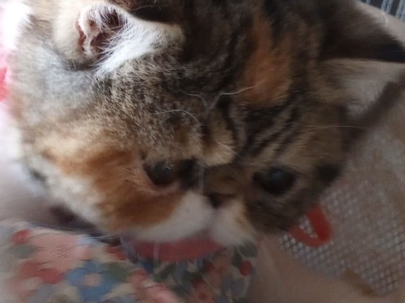 Exotic Shorthair 1 year old female named Charlotte for breeding in Berks County, Pennsylvania | Petmeetly