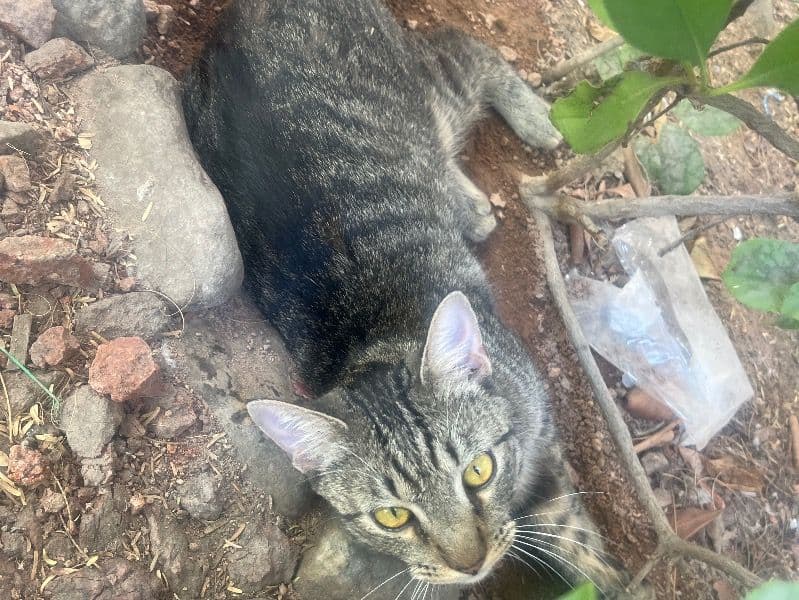 Norwegian Forest Cat 2 years 4 months old male named Chosen for adoption in Clark County, Nevada | Petmeetly