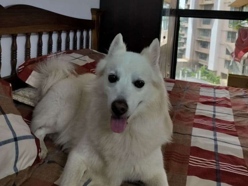Spitz 9 years 5 months old male small named Scooby for breeding in Konkan Division, Maharashtra | Petmeetly