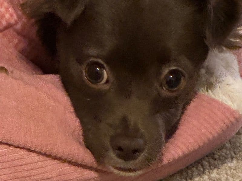 Cinnamon primary photo