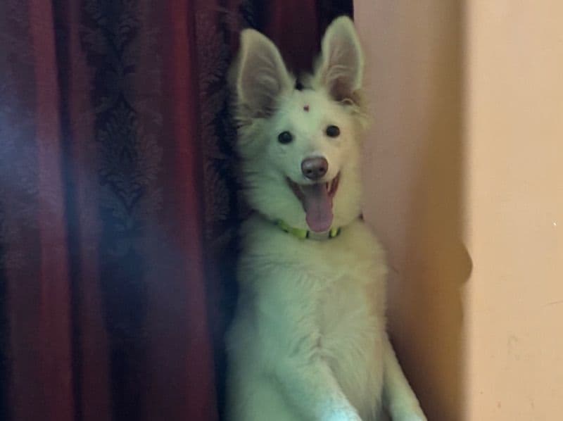 Pomeranian 1 year 1 month old male medium named Murphy for breeding in Bangalore Division, Karnataka | Petmeetly