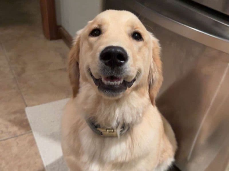 Golden Retriever 1 year 6 months old female large named Camree for breeding in Huntington County, Indiana | Petmeetly