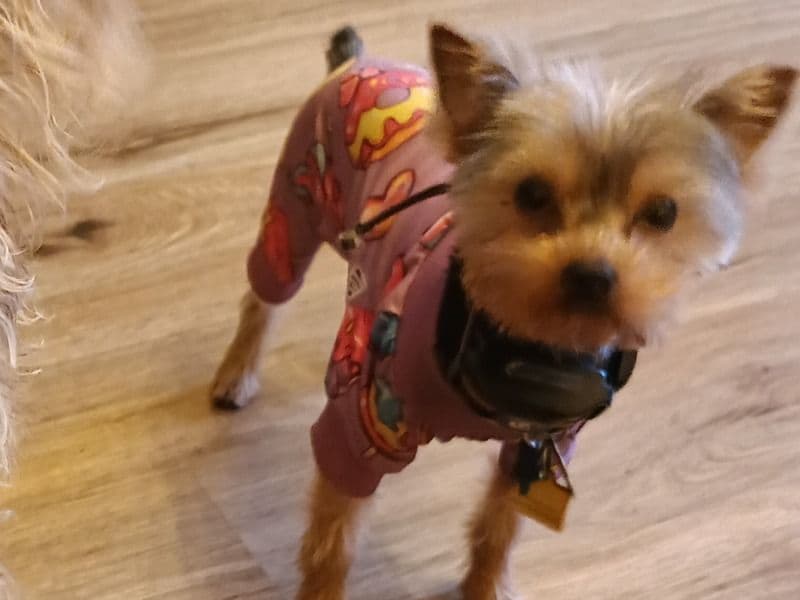 Yorkshire Terrier 8 months old female small named Star for adoption in Forrest County, Mississippi | Petmeetly