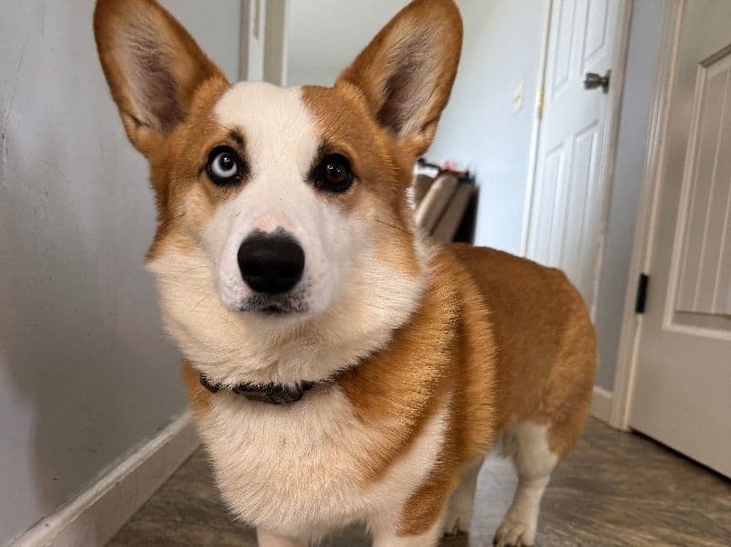 Corgi 2 years 4 months old male medium named Blue for breeding in St. Joseph County, Indiana | Petmeetly