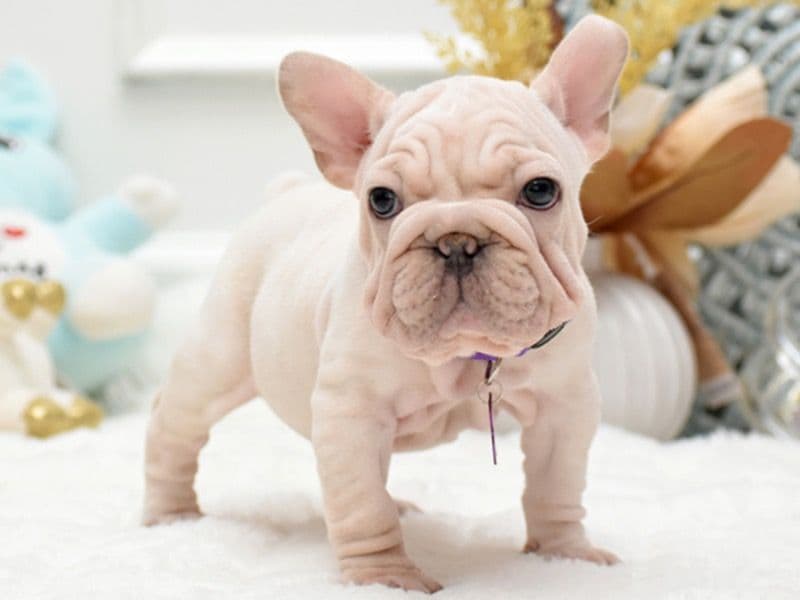 French Bulldog 5 months old male medium named Milo for sale in Kern County, California | Petmeetly