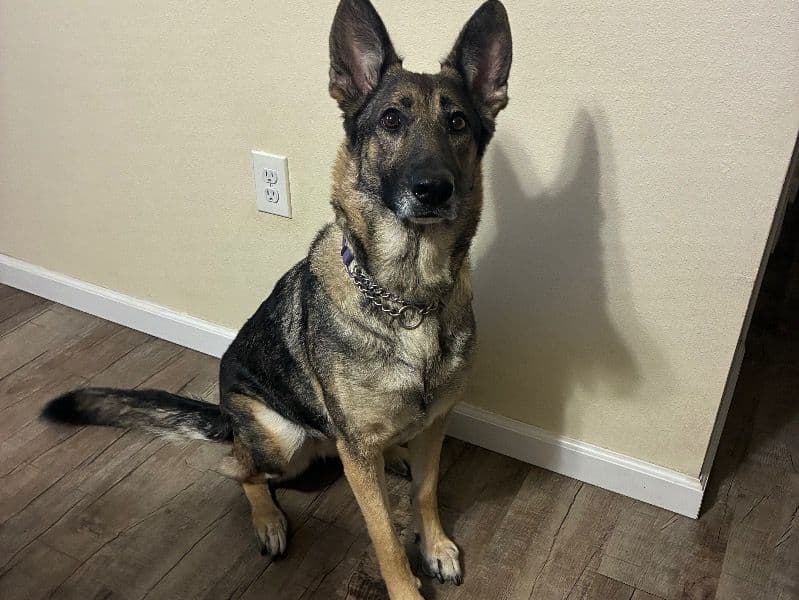 German Shepherd 4 years old female large named Layla for breeding in Pasco County, Florida | Petmeetly