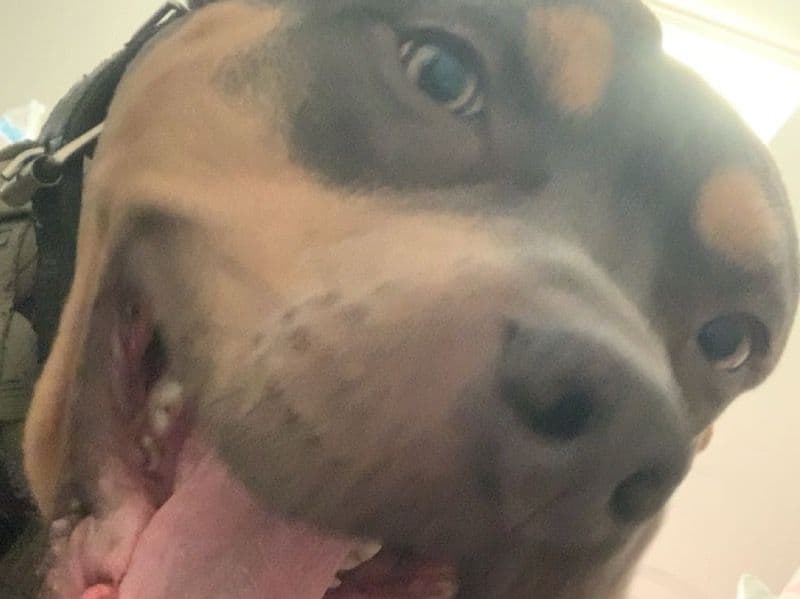 American Bully 1 year 4 months old male medium named Moose for sale in Craven County, North Carolina | Petmeetly