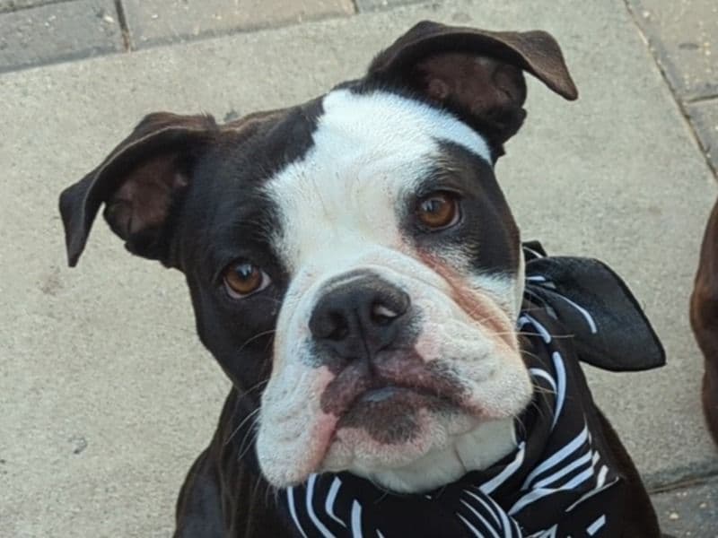 Old English Bulldog 1 year old female medium named Posiee for breeding in Rocky View County, Alberta | Petmeetly