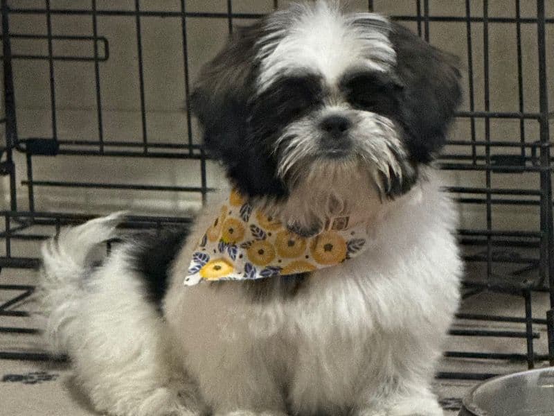Shih Tzu 1 year old female small named Chloe for sale in Yuma County, Arizona | Petmeetly