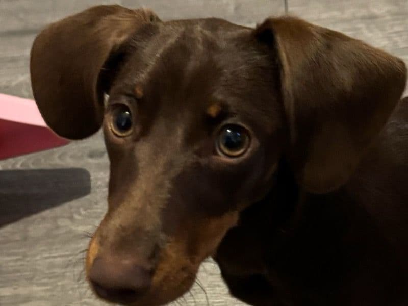 Dottie primary photo