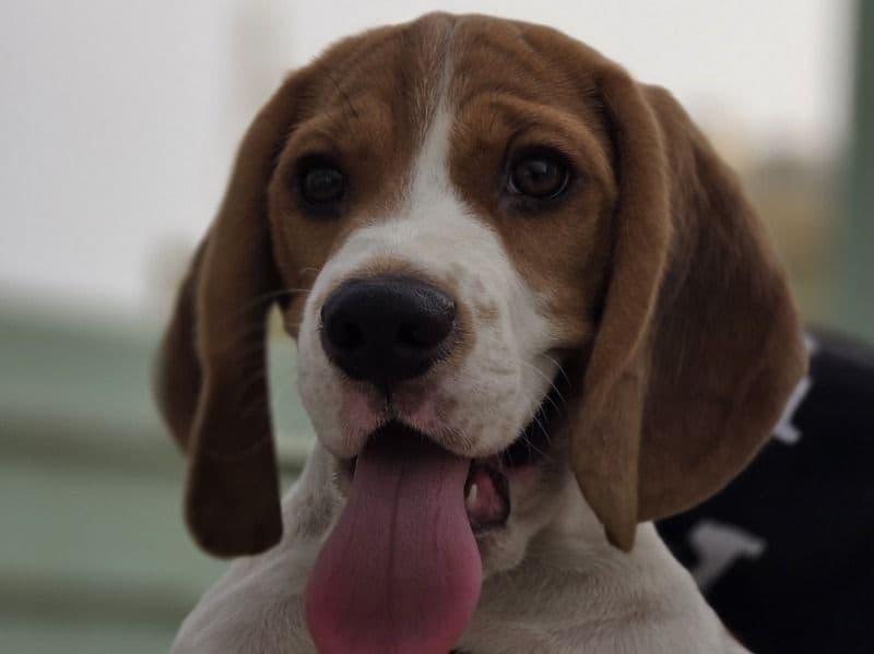 Beagle 9 months old male medium named Muffy for breeding in Bangalore Division, Karnataka | Petmeetly