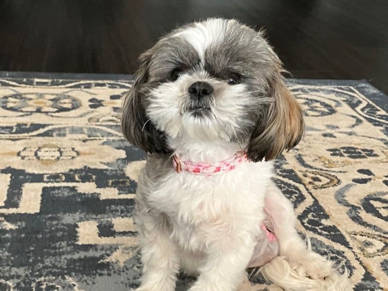 Shih Tzu 2 years 1 month old female small named Harley for breeding in Bexar County, Texas | Petmeetly