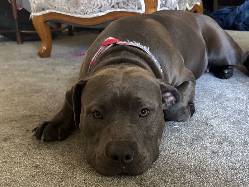 American Bully 1 year 6 months old female large named Dove for breeding in King County, Washington | Petmeetly