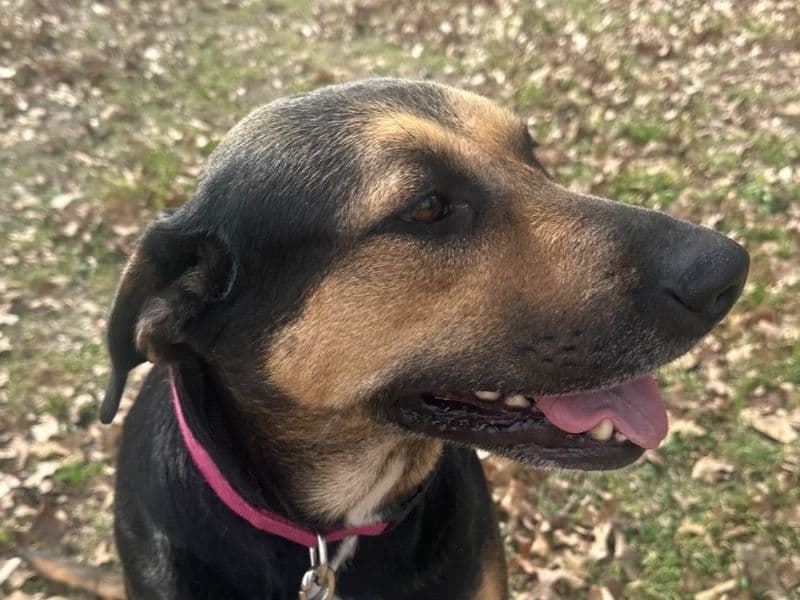Labrador Retriever 3 years 8 months old female large named Honey for adoption in Dublin, Texas | Petmeetly