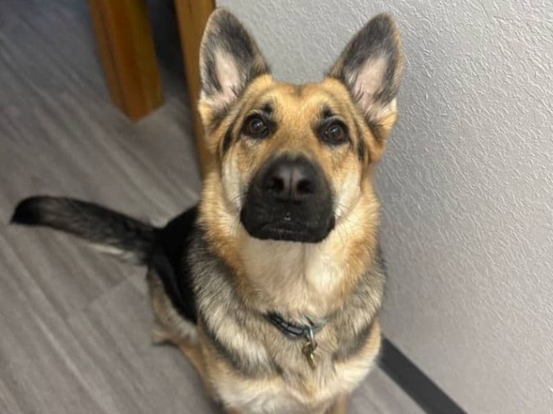 German Shepherd 2 years 4 months old female medium named Daisy for adoption in Spokane County, Washington | Petmeetly