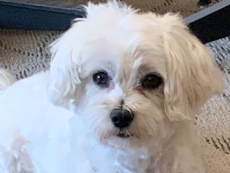 Buster primary photo