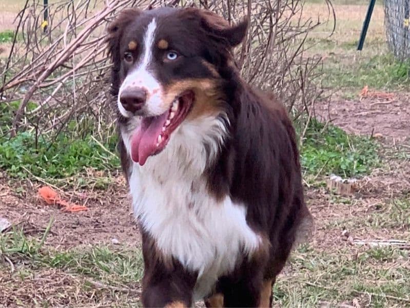 Australian Shepherd 4 years 6 months old male large named Forest for breeding in Orange County, Florida | Petmeetly
