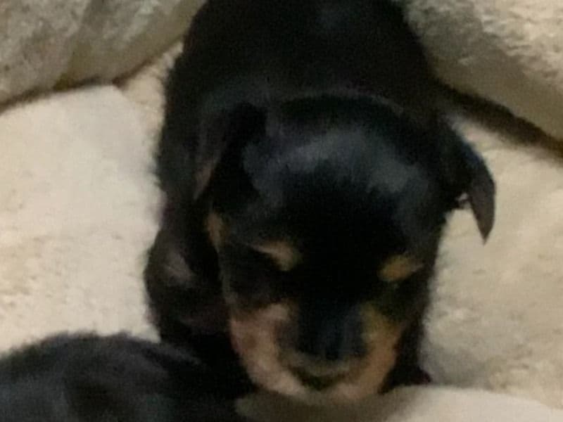 Yorkshire Terrier 2 months old female small named Zoey for adoption in Claiborne County, Tennessee | Petmeetly