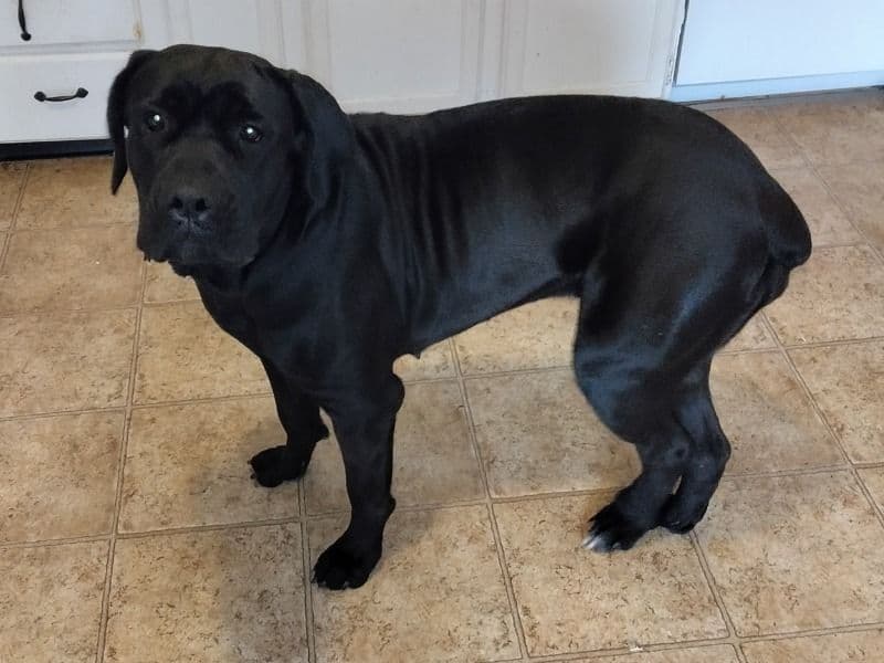 Cane Corso 2 years old female extra large named Sprinkles for breeding in Jefferson County, Kentucky | Petmeetly