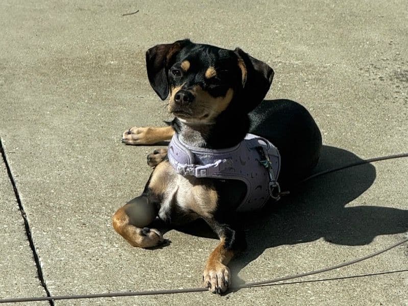 Chiweenie 1 year 3 months old female small named Luna for breeding in Warren County, Kentucky | Petmeetly
