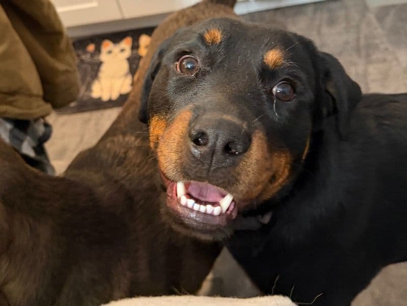 Rottweiler 9 months old female large named Roxie for breeding in Roseto, Pennsylvania | Petmeetly
