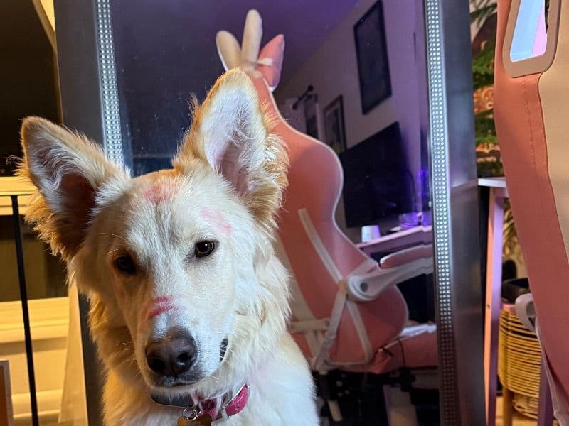 White German Shepherd 1 year 5 months old male large named Kratos for breeding | Petmeetly