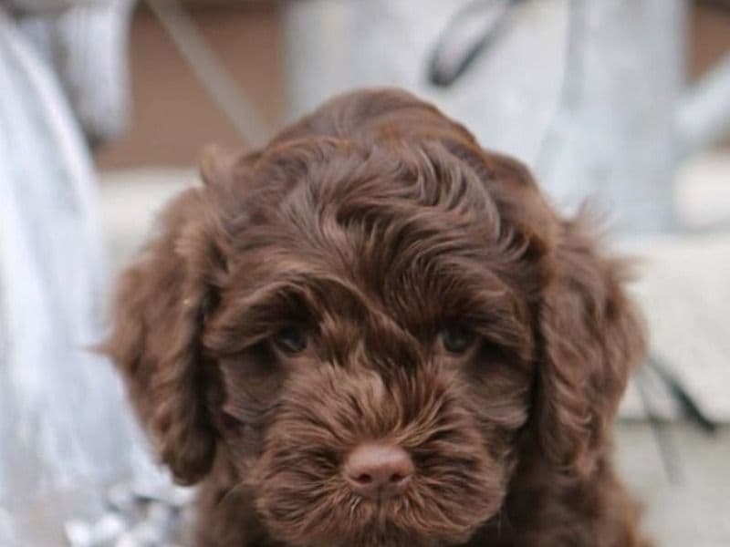 Poodle 3 months old male medium named Max for sale in Clackamas County, Oregon | Petmeetly