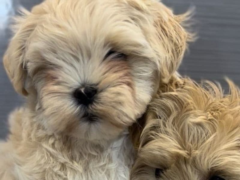 Maltipoo 3 months old male small named Cindy for sale in California | Petmeetly