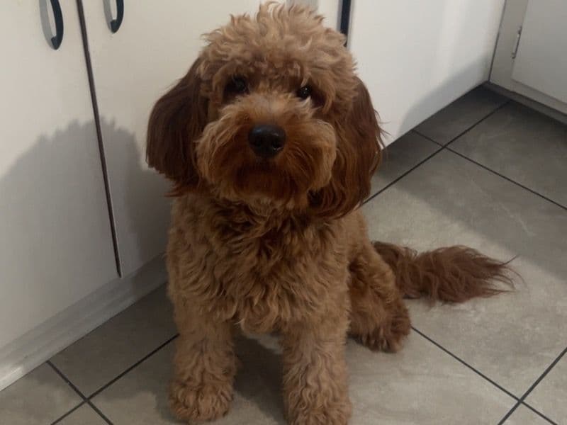 Mini Golden Doodle 1 year 10 months old male medium named Spot for breeding in Los Angeles County, California | Petmeetly