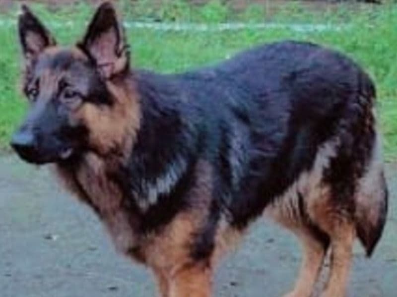 German Shepherd 2 years 7 months old female large named Juli for breeding in Vijayawada, Andhra Pradesh | Petmeetly