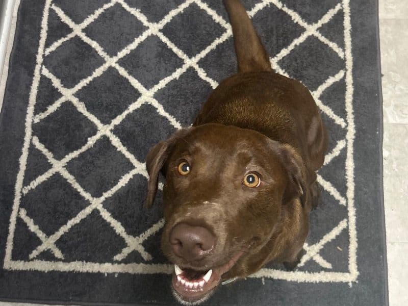 Labrador Retriever 2 years 4 months old female large named Dixie for breeding in McDuffie County, Georgia | Petmeetly